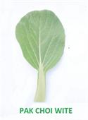 PAK CHOI WHITE MINI